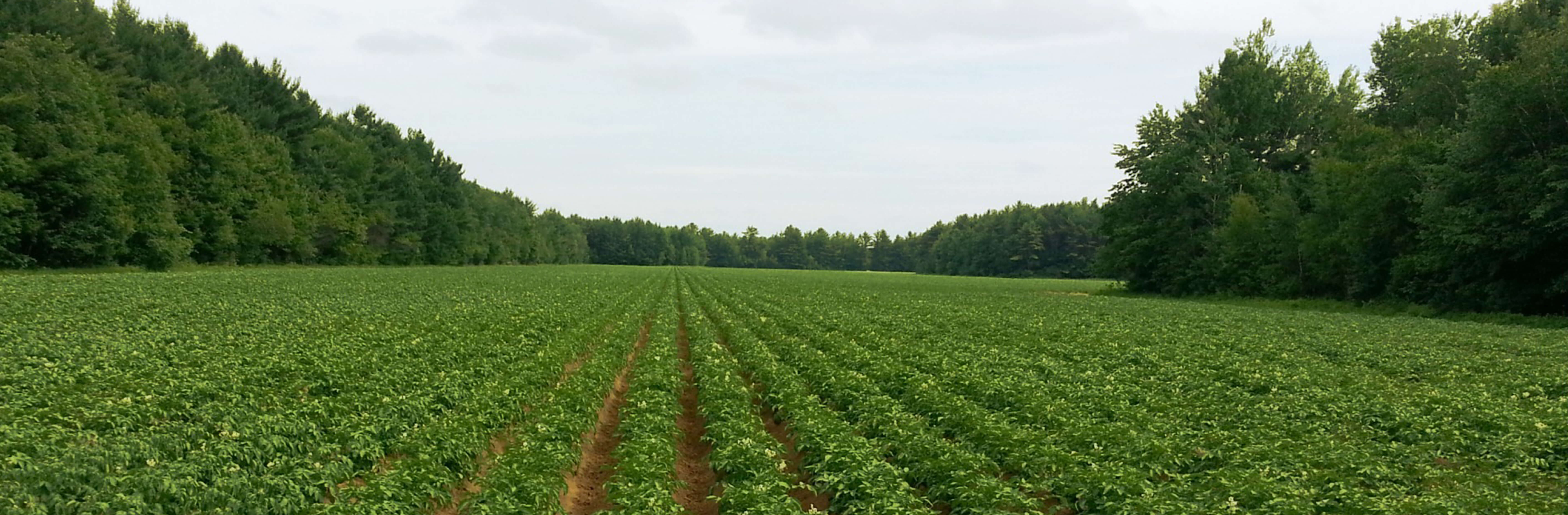 pomme-de-terre-champ