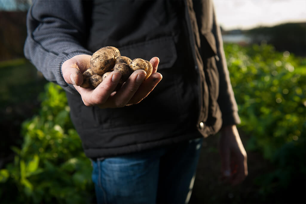 pomme-de-terre-sana-terra